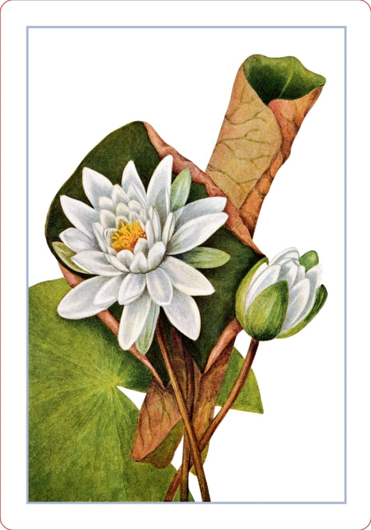 Wildflower Id Flashcards - New York Botanical Garden