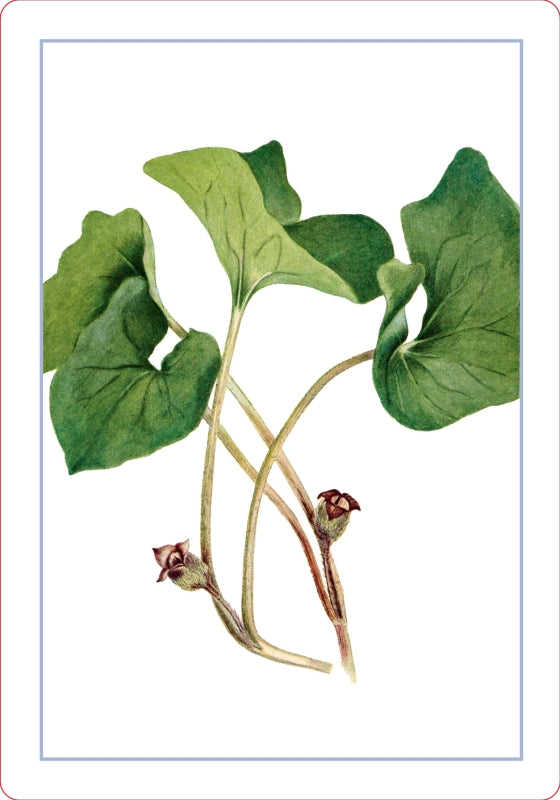Wildflower Id Flashcards - New York Botanical Garden