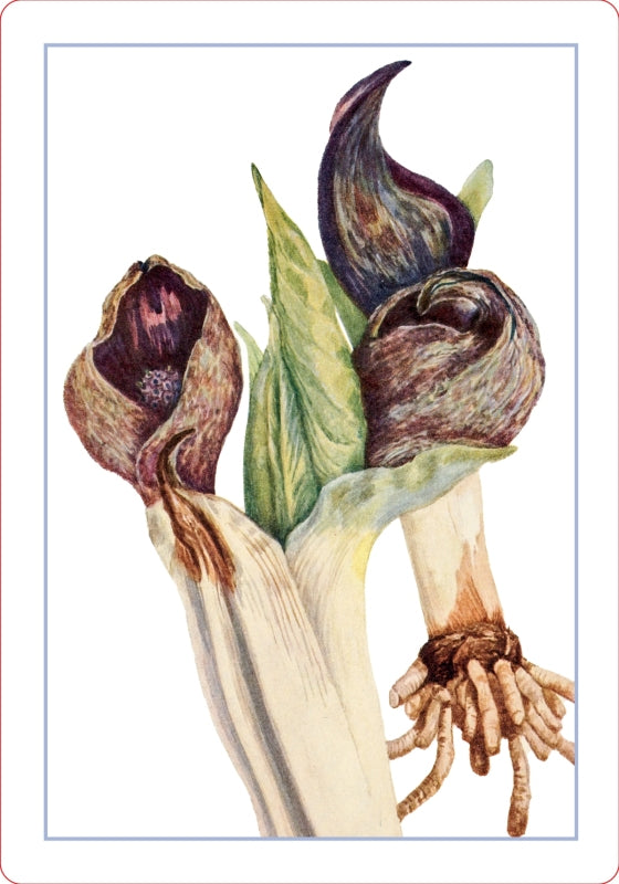 Wildflower Id Flashcards - New York Botanical Garden