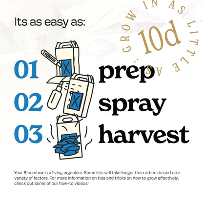 Blue Oyster Mushroom Indoor Grow Kit