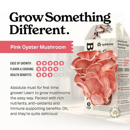 Pink Oyster Mushroom Indoor Grow Kit