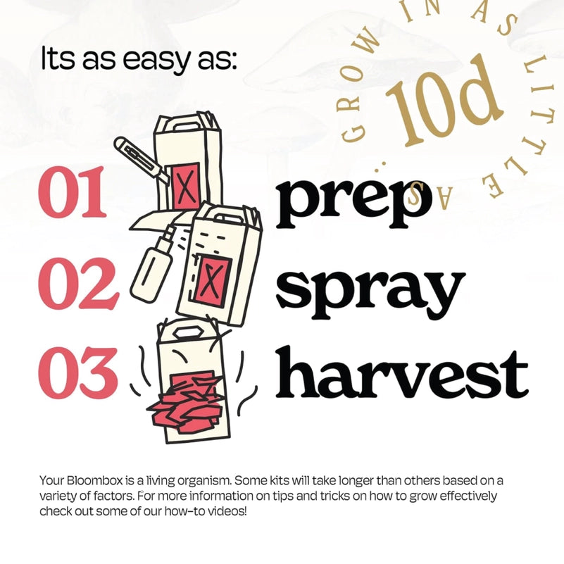 Pink Oyster Mushroom Indoor Grow Kit