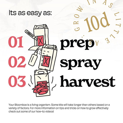 Pink Oyster Mushroom Indoor Grow Kit