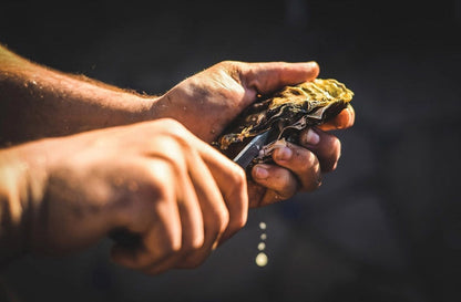 Oyster Knife