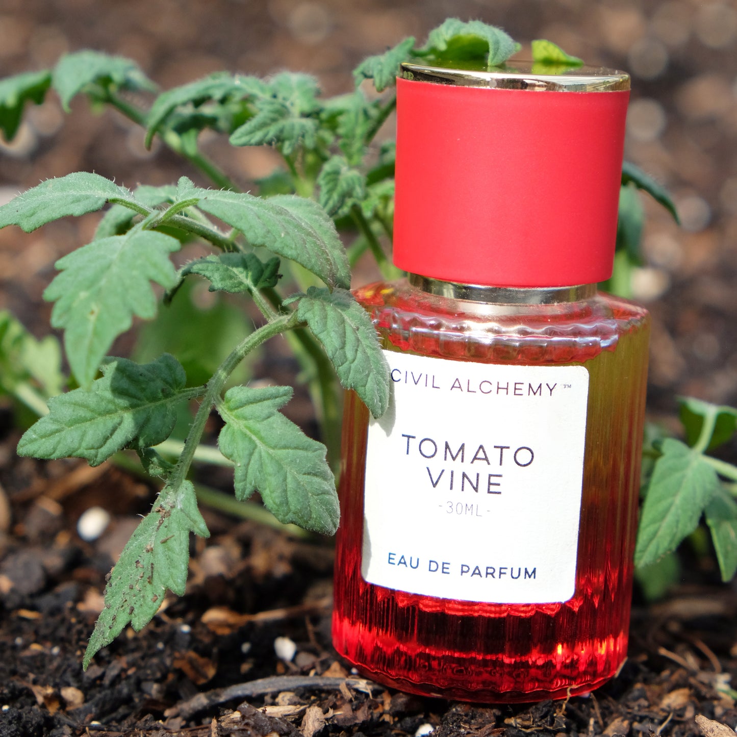 Tomato Vine Perfume next to tomato plant in garden bed.