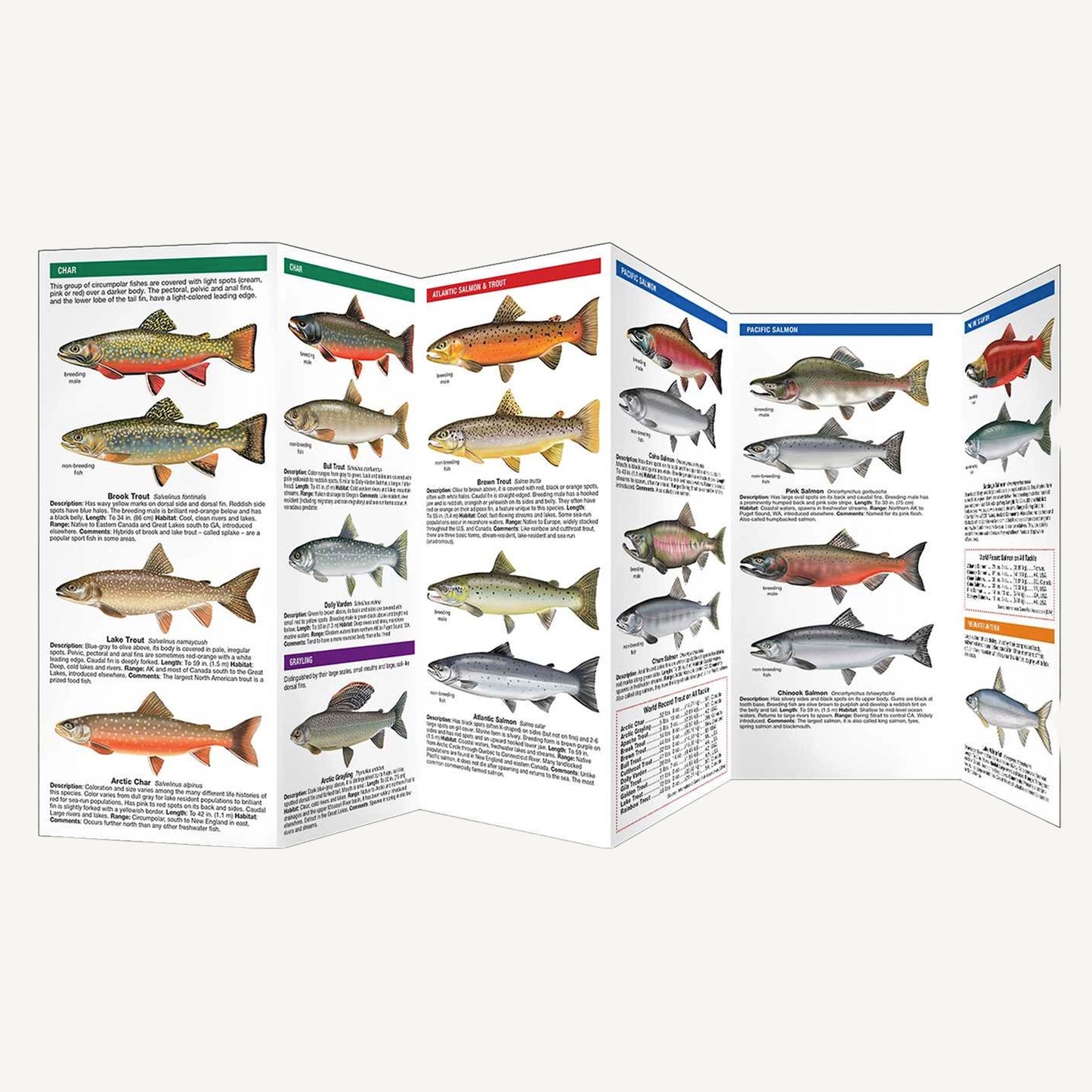 Trout & Salmon of North America - 2nd Ed