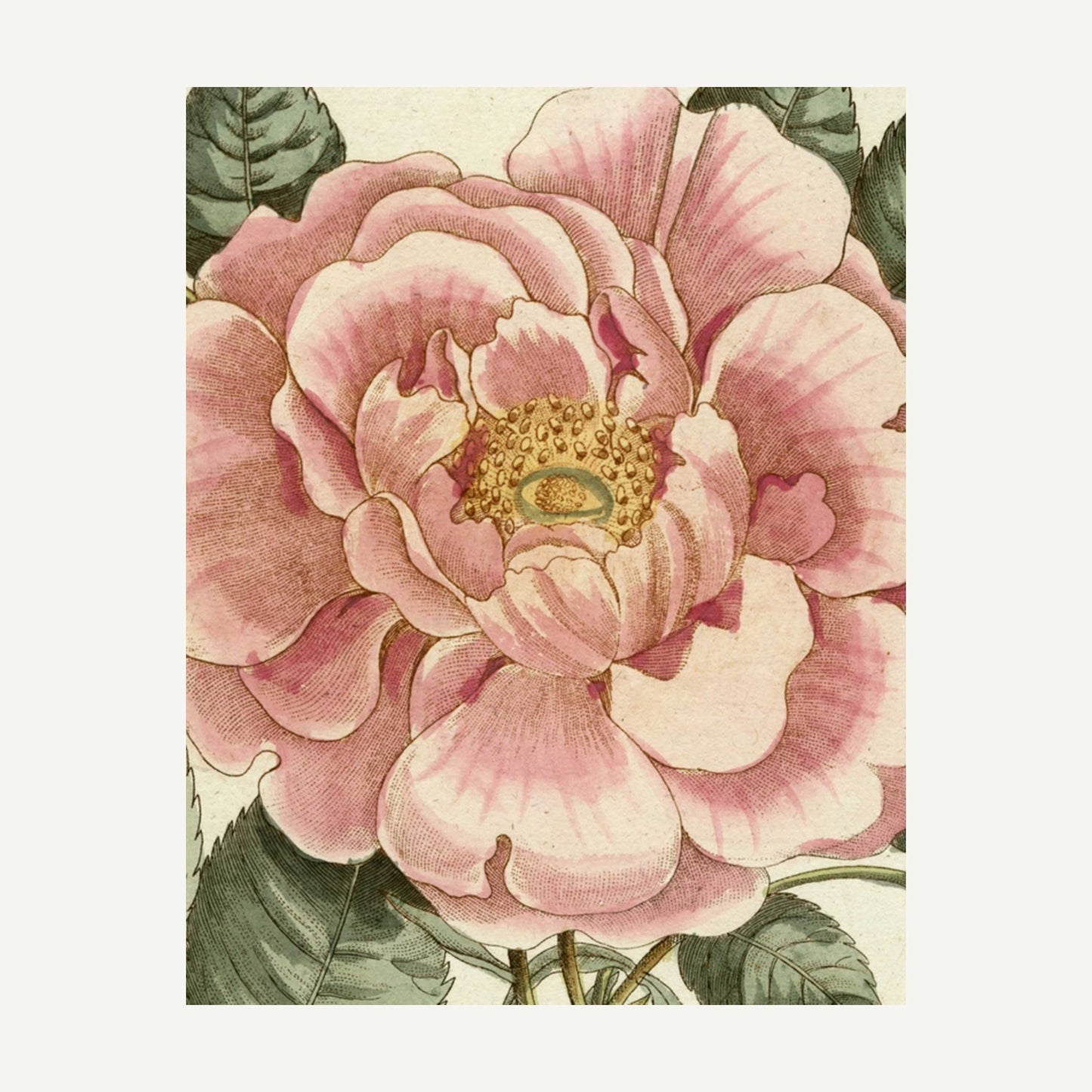 John Derian Picture Book II