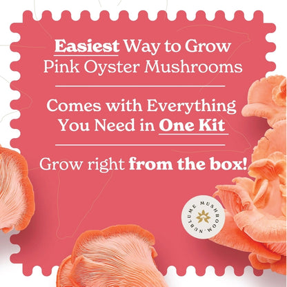 Pink Oyster Mushroom Indoor Grow Kit