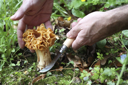 No 8 Mushroom Knife