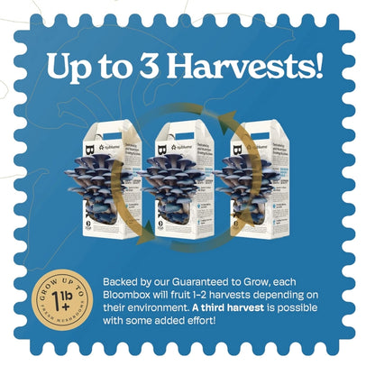 Blue Oyster Mushroom Indoor Grow Kit