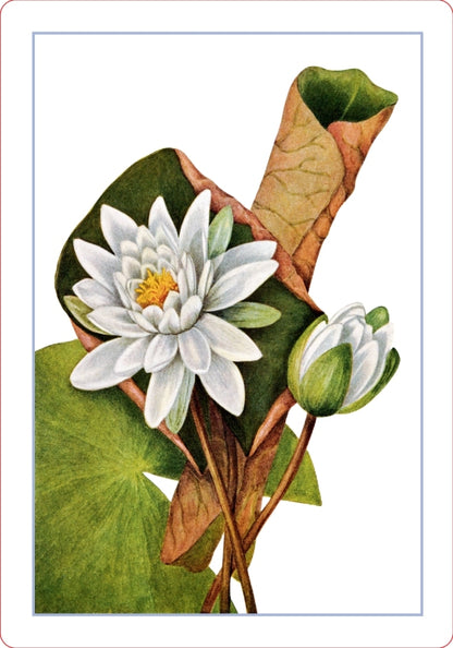 Wildflower Id Flashcards - New York Botanical Garden