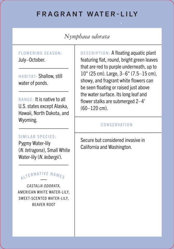 Wildflower Id Flashcards - New York Botanical Garden