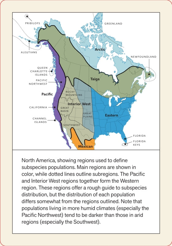 Sibley Backyard Flashcards