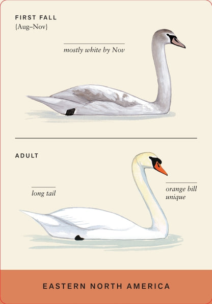 Sibley Backyard Flashcards
