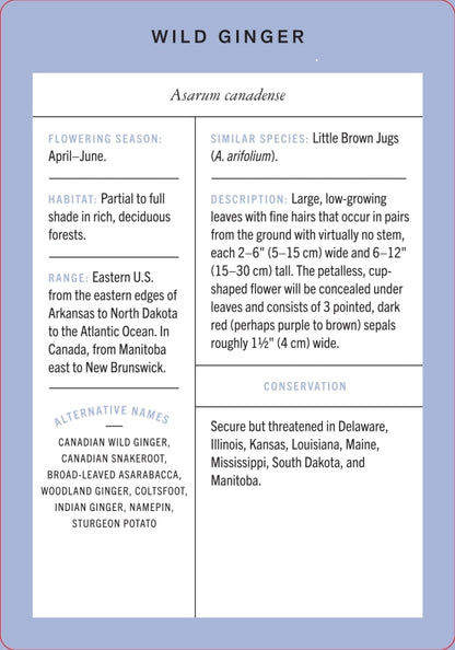 Wildflower Id Flashcards - New York Botanical Garden