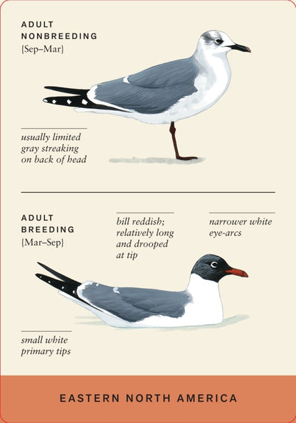 Sibley Backyard Flashcards