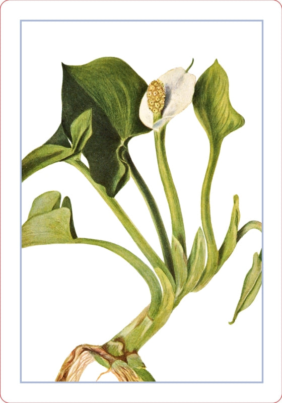 Wildflower Id Flashcards - New York Botanical Garden