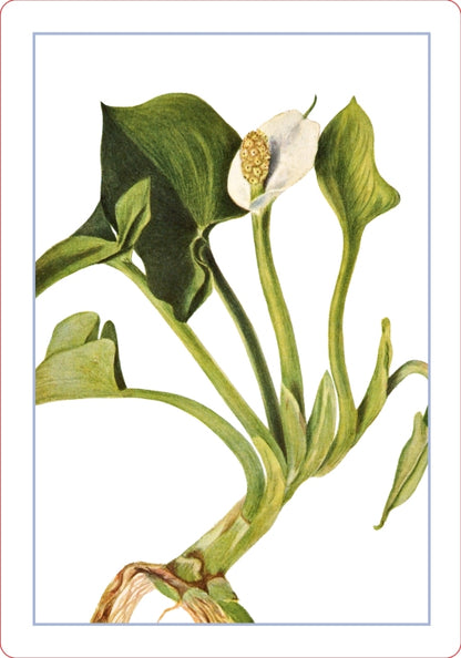 Wildflower Id Flashcards - New York Botanical Garden