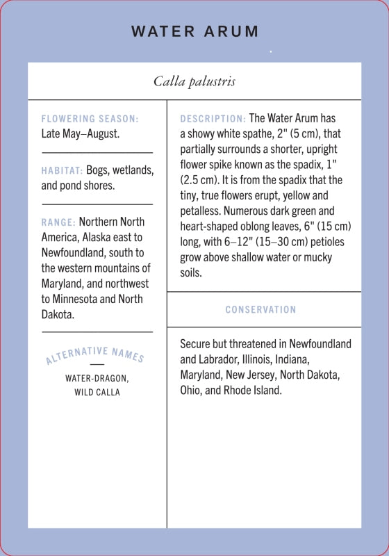 Wildflower Id Flashcards - New York Botanical Garden