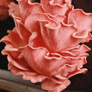 Pink Oyster Mushroom Spray & Grow Kit