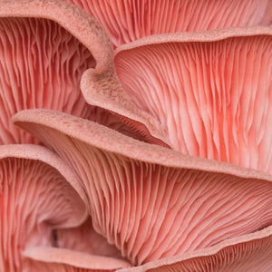 Pink Oyster Mushroom Spray & Grow Kit